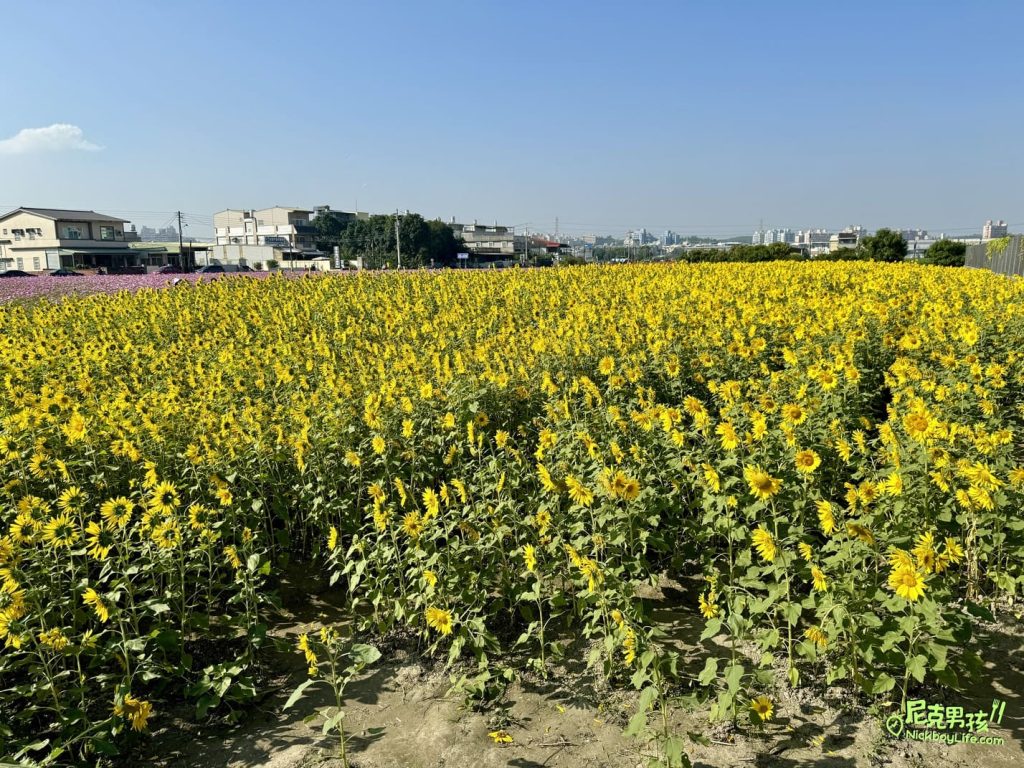 【2023大寮紅豆花田季】,一大片混色波斯菊、向日葵的花海,現場除了有精采動感表演外,還有白蘿蔔及高麗菜採收體驗活動,讓你拍滿網美照之外,順便體驗當農夫的鄉村生活|打狗活動 26 IMG 1196
