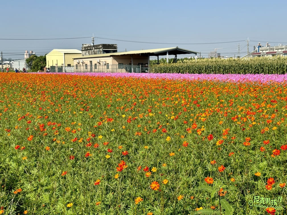【2023大寮紅豆花田季】,一大片混色波斯菊、向日葵的花海,現場除了有精采動感表演外,還有白蘿蔔及高麗菜採收體驗活動,讓你拍滿網美照之外,順便體驗當農夫的鄉村生活|打狗活動 33 IMG 1227